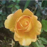 Rose360